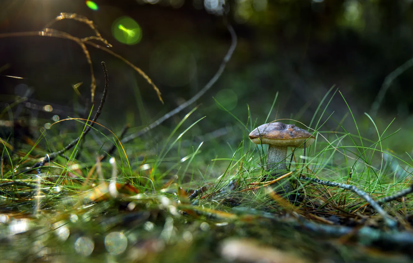 Photo wallpaper forest, grass, mushrooms, boletus, obabkov