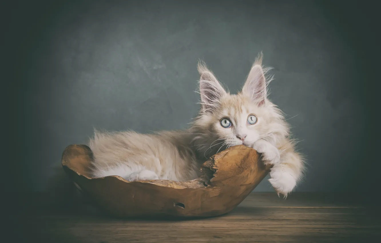 Photo wallpaper cat, kitty, Maine Coon