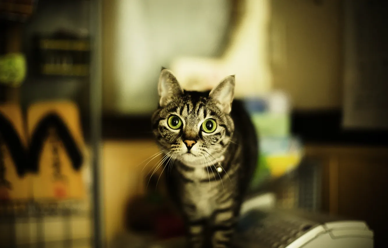 Photo wallpaper cat, eyes, cat, mustache, blur, green, grey, striped