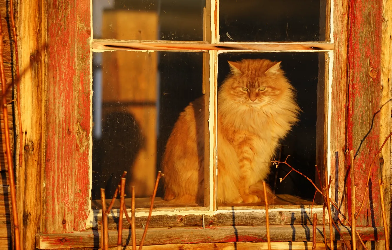 Photo wallpaper cat, village, window, fluffy