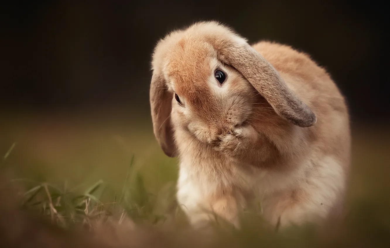 Photo wallpaper nature, hare, spring, rabbit