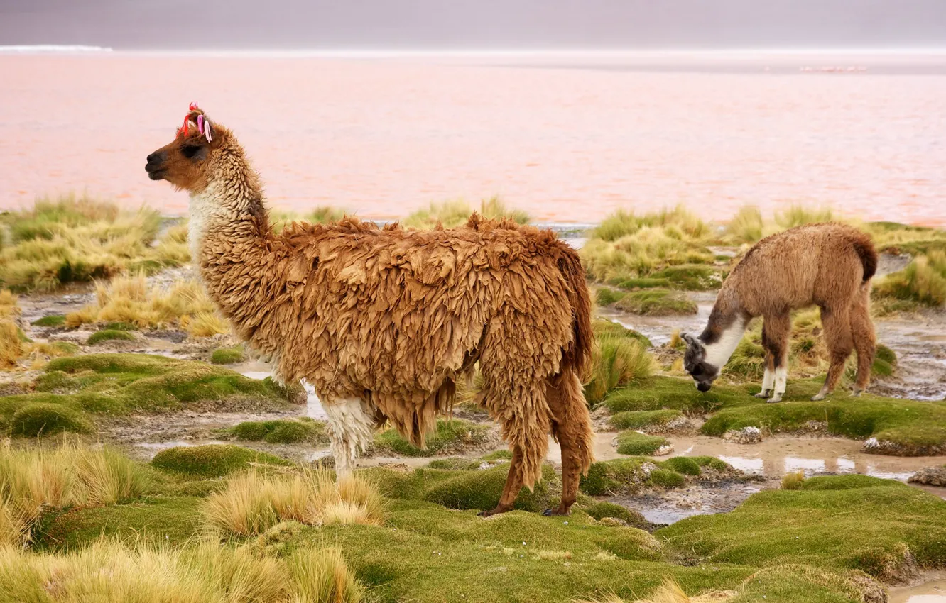Photo wallpaper camel, Chile, Lama, mammal