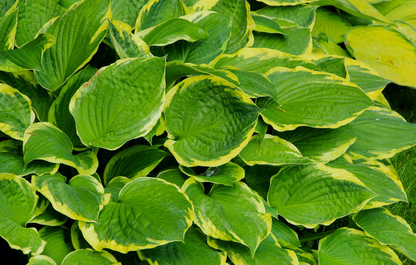 Photo wallpaper green, leafs, plant