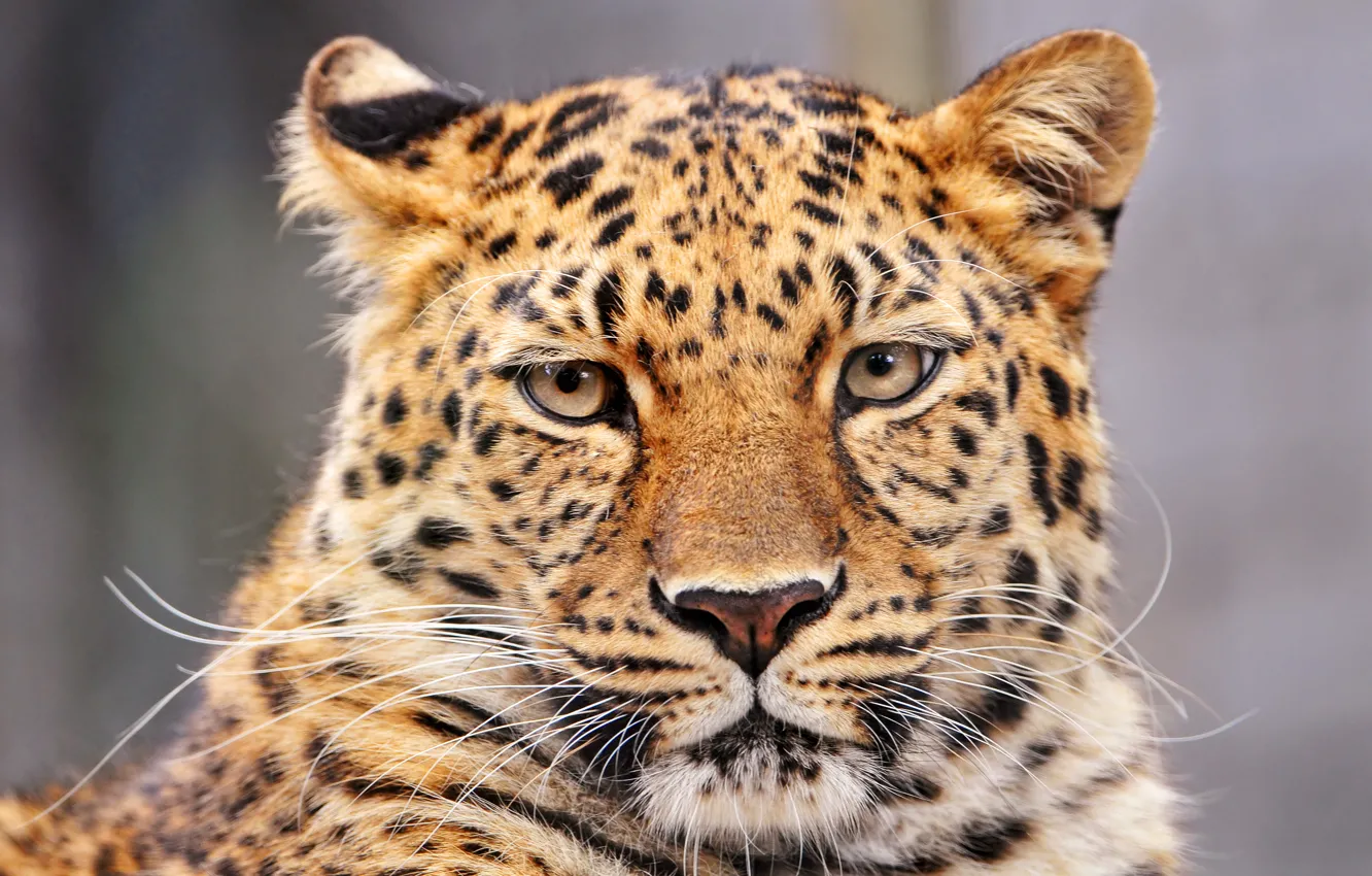 Photo wallpaper Leopard, Panther, bars, big cat, Panthera pardus