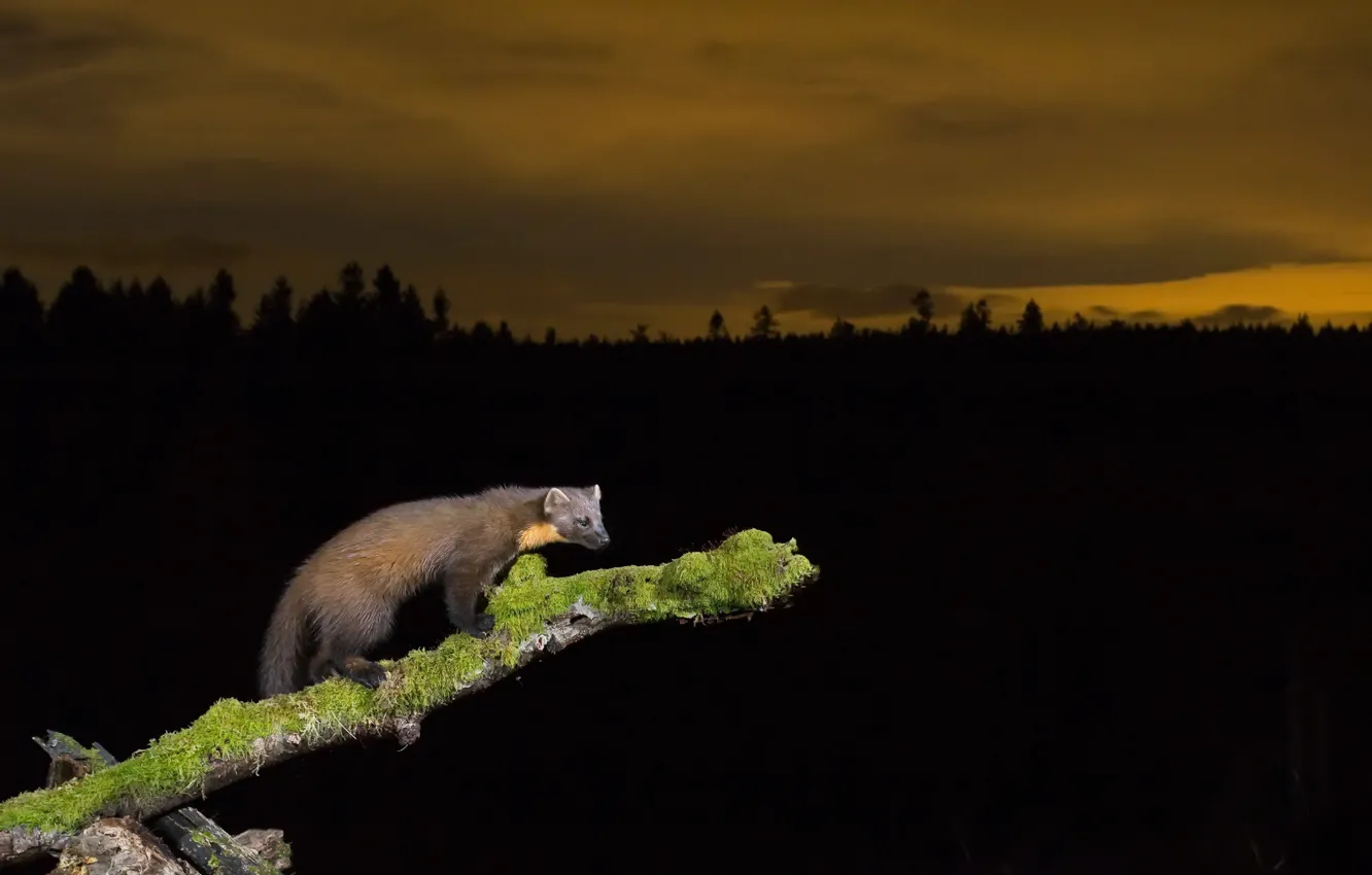 Photo wallpaper night, nature, Marten