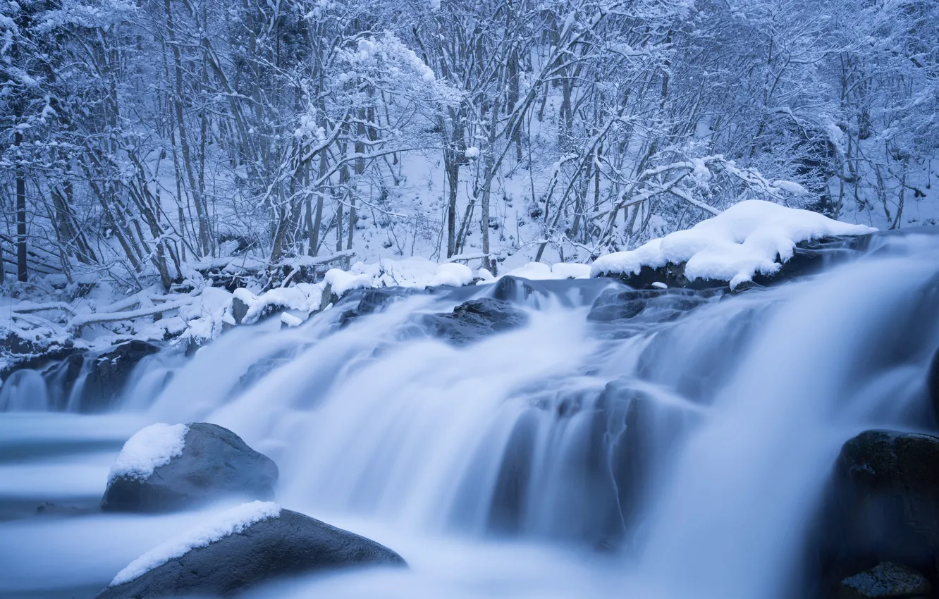 Photo wallpaper cold, ice, winter, frost, forest, water, snow, branches