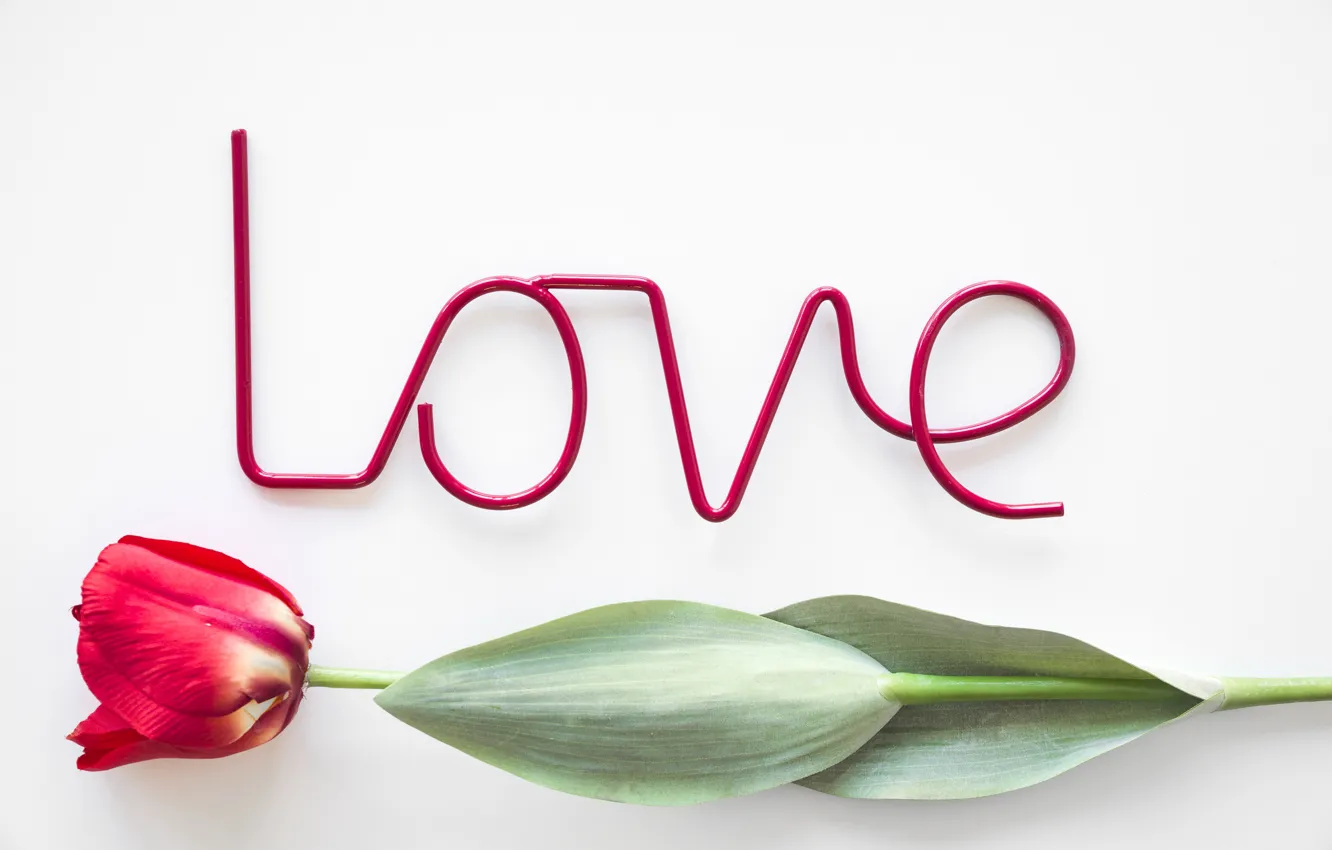 Photo wallpaper love, flowers, Tulip, love, flowers, beautiful, romantic, tulip