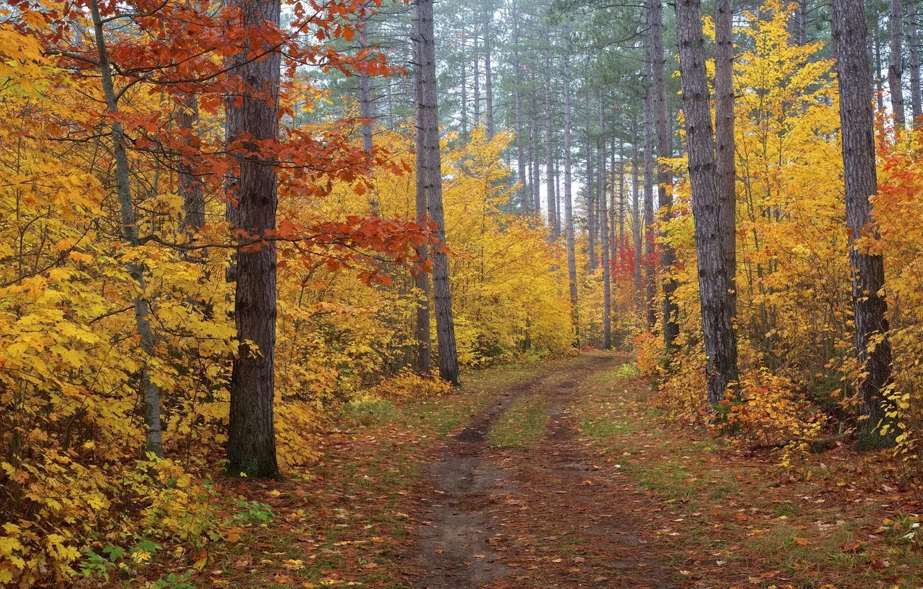 Photo wallpaper road, autumn, forest, trees, nature, plants, forest, falling leaves