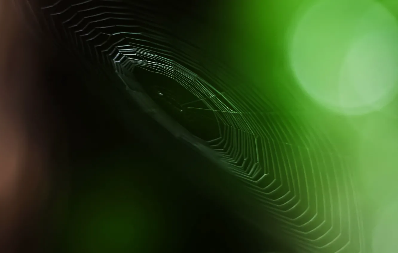 Photo wallpaper greens, web, focus, 149