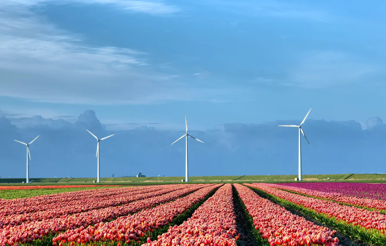 Photo wallpaper field, nature, tulips, windmills