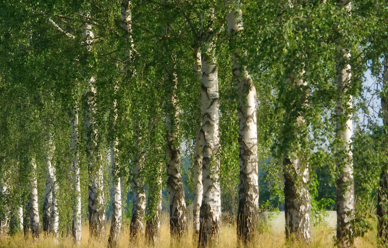 Photo wallpaper greens, field, forest, summer, trees, nature, foliage, spring