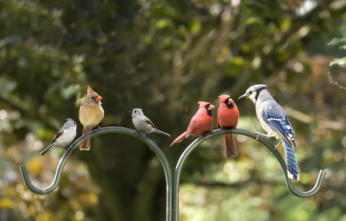 Photo wallpaper bird, different, flock