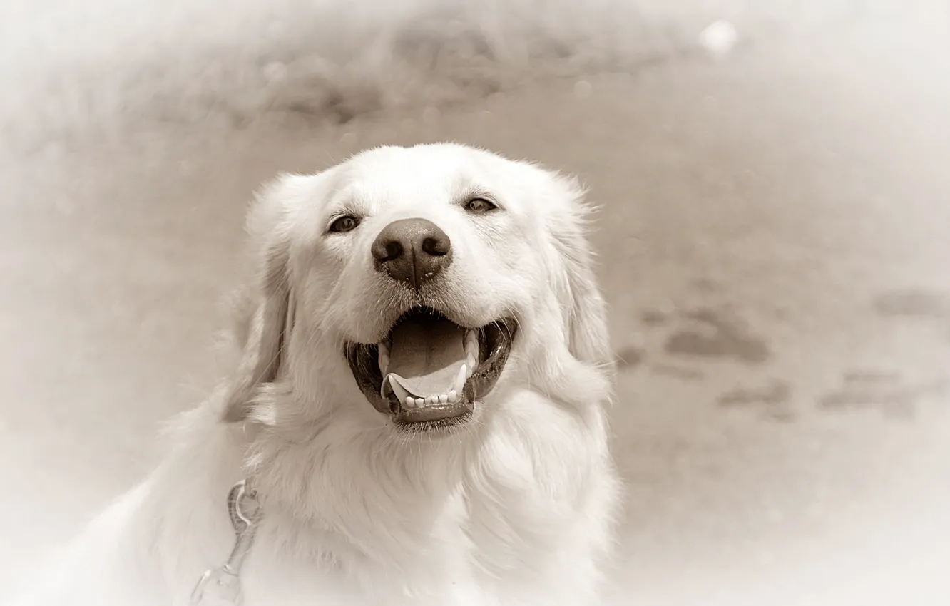 Photo wallpaper background, dog, Retriever