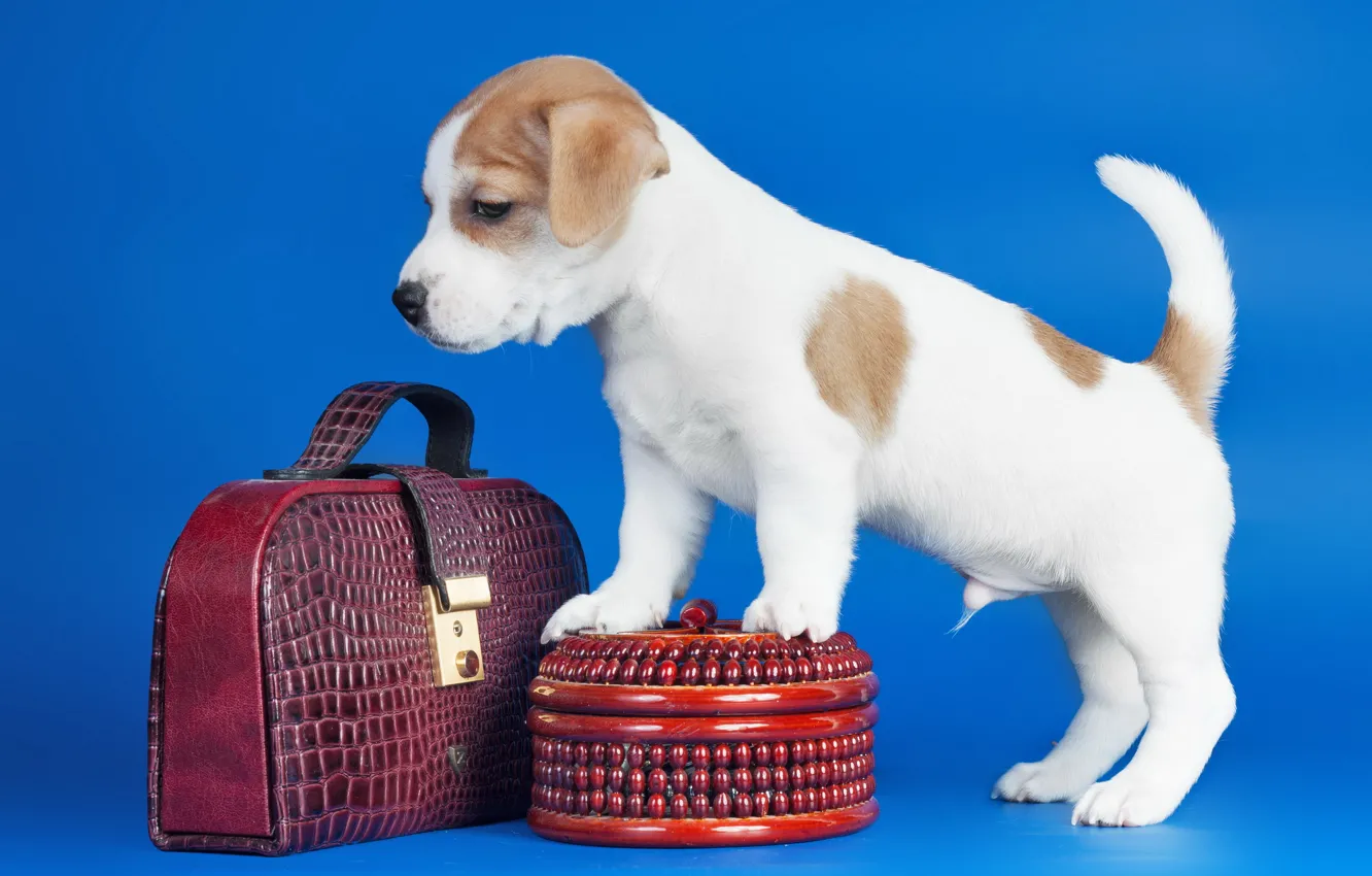 Photo wallpaper dog, puppy, bag