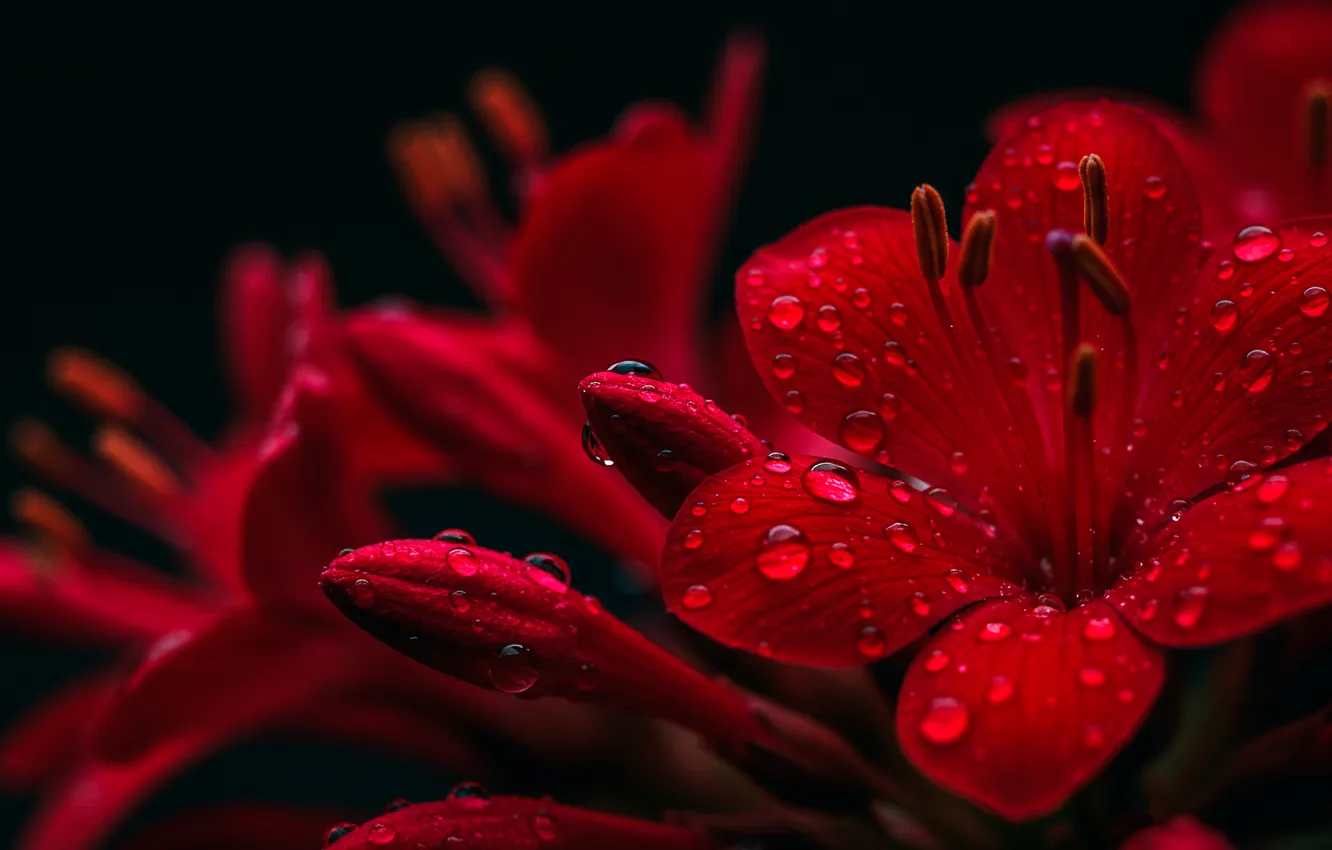 Photo wallpaper drops, flowers, red, Wallpaper, art, wallpaper, red, art