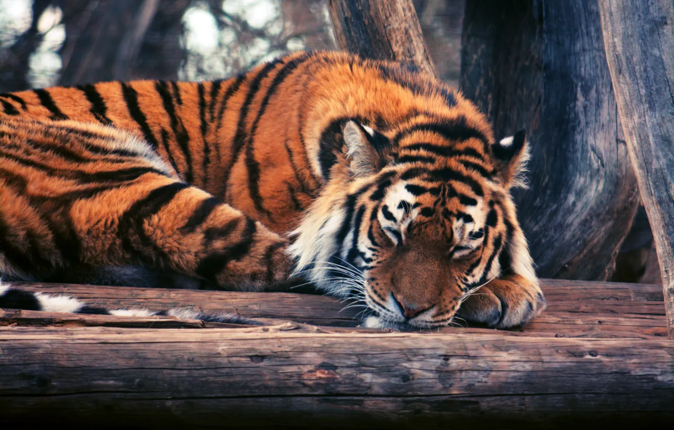 Photo wallpaper trees, tiger, sleep, log