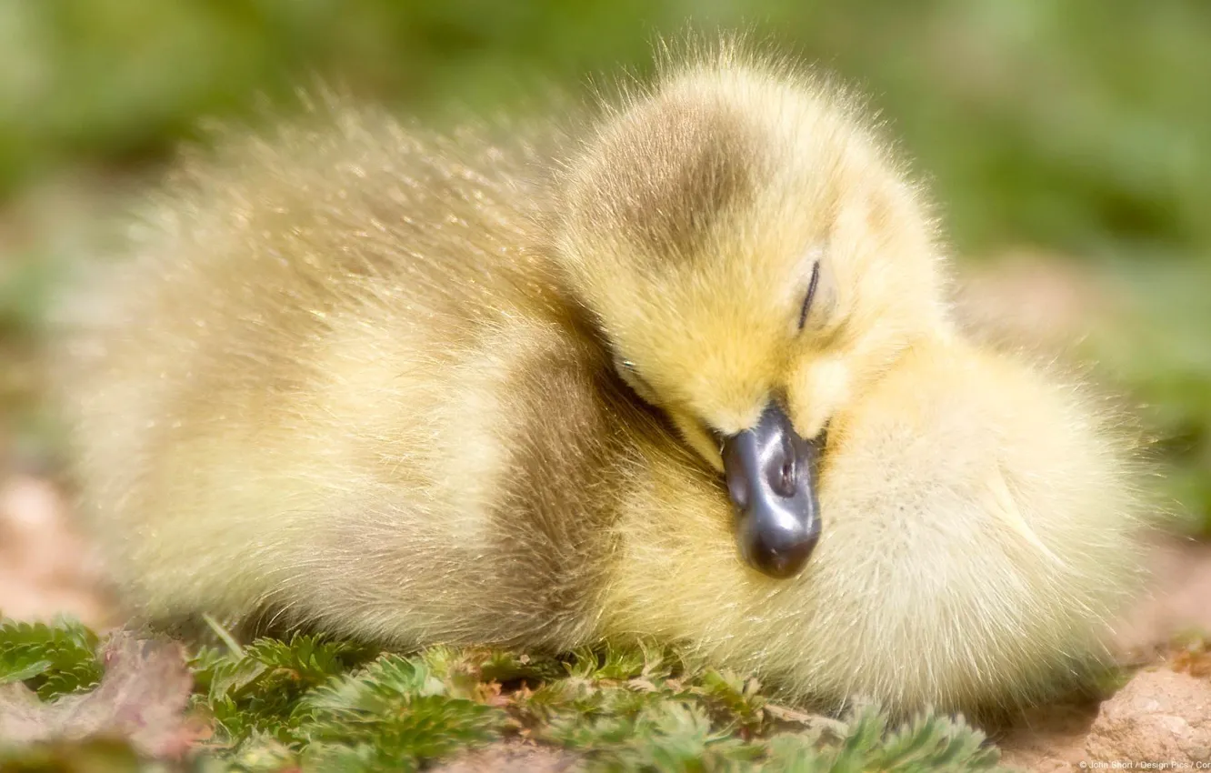 Photo wallpaper yellow, beak, sleeping, duck