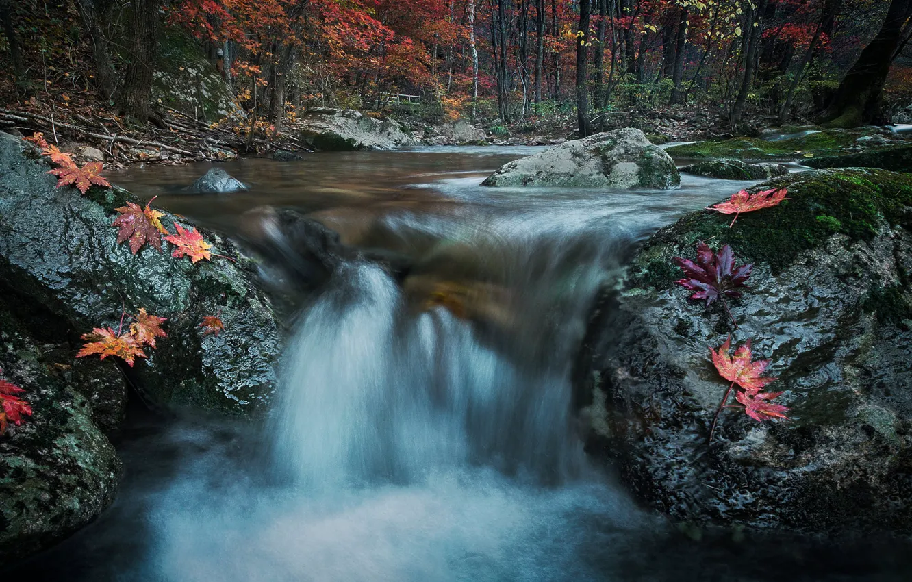 Photo wallpaper autumn, forest, trees, red, stones, rocks, shore, waterfall