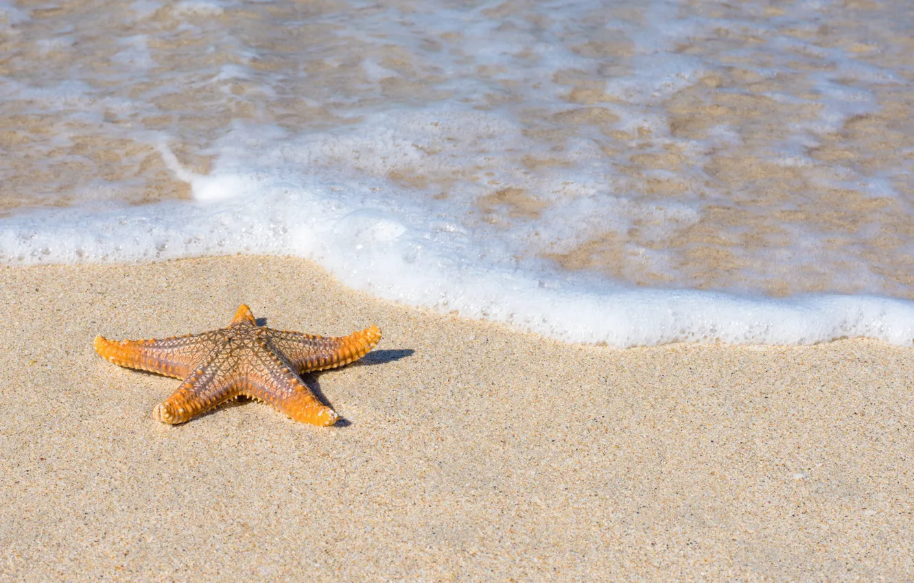 Photo wallpaper sand, sea, beach, stars, summer, beach, sea, sea