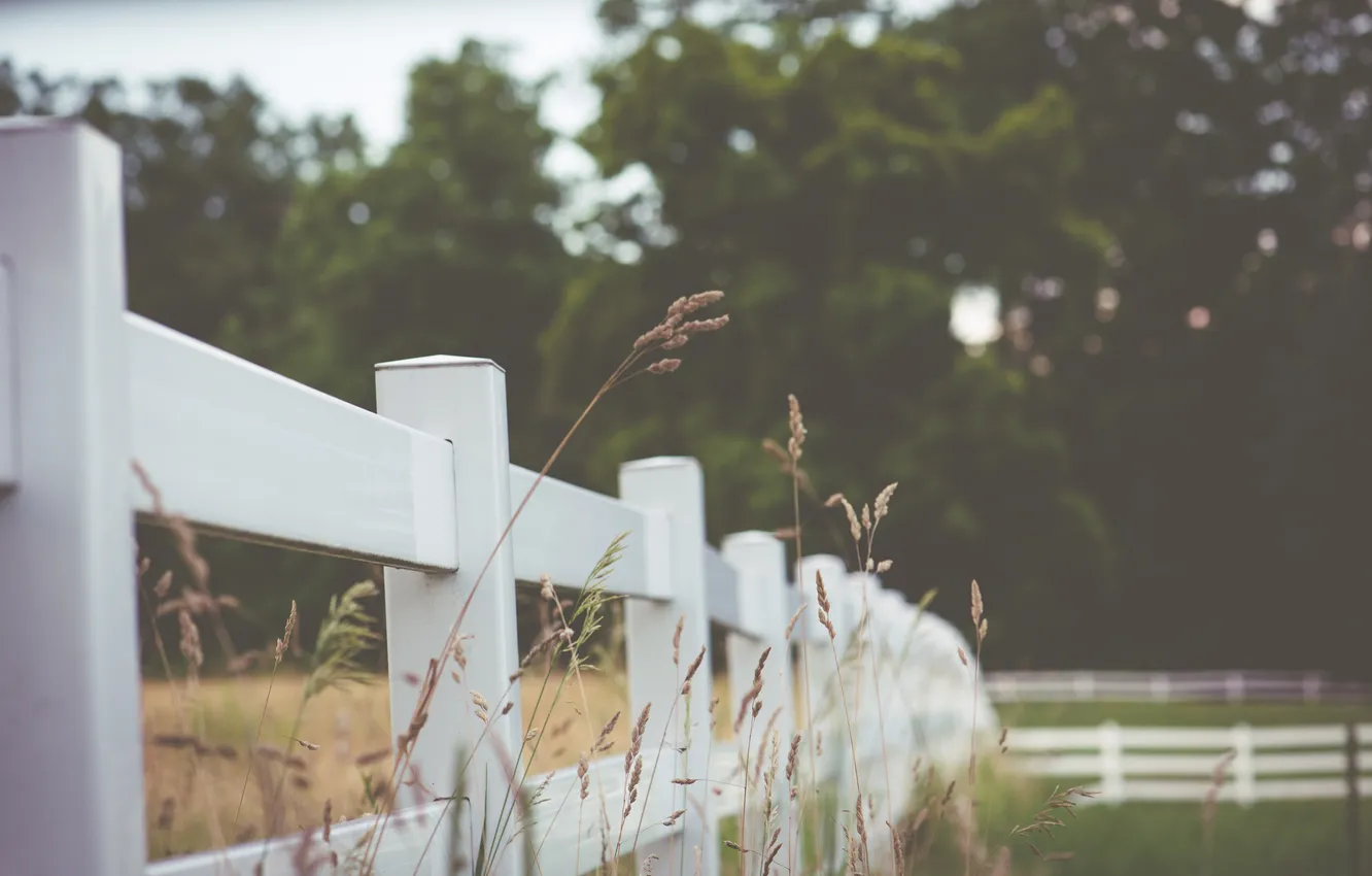 Photo wallpaper trees, fence, rainy