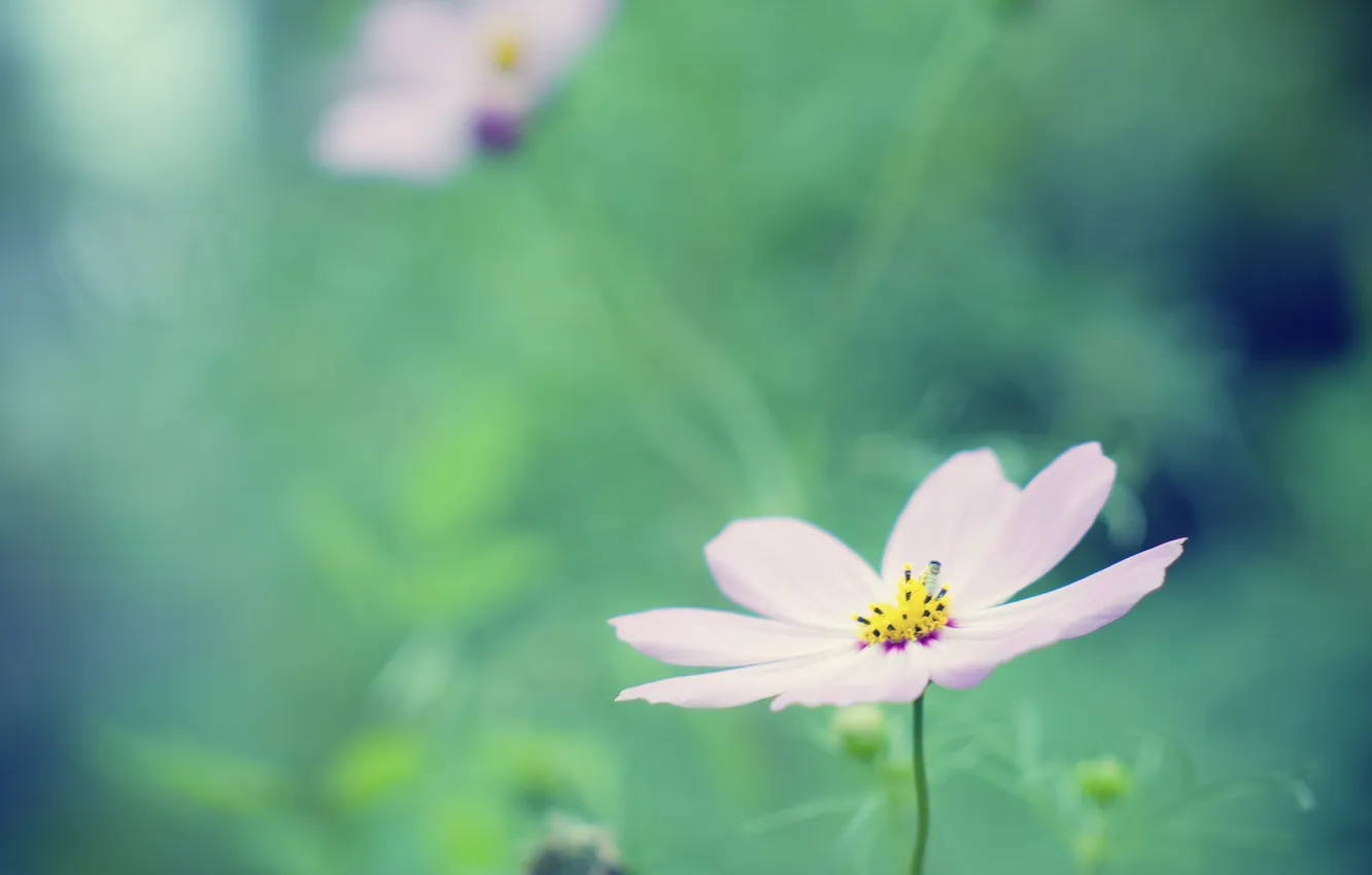 Photo wallpaper greens, summer, grass, flowers, nature, color, petals, pink