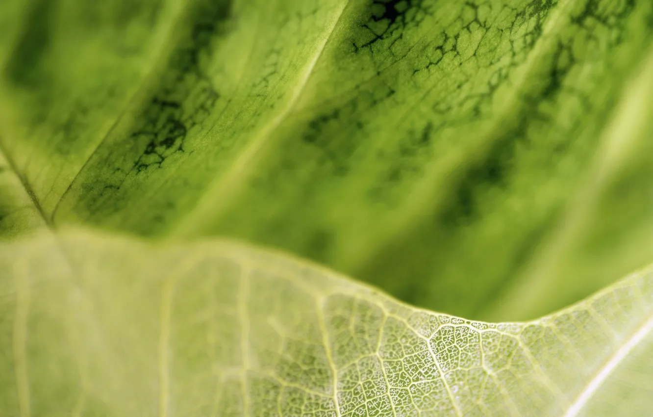 Photo wallpaper leaves, structure, veins