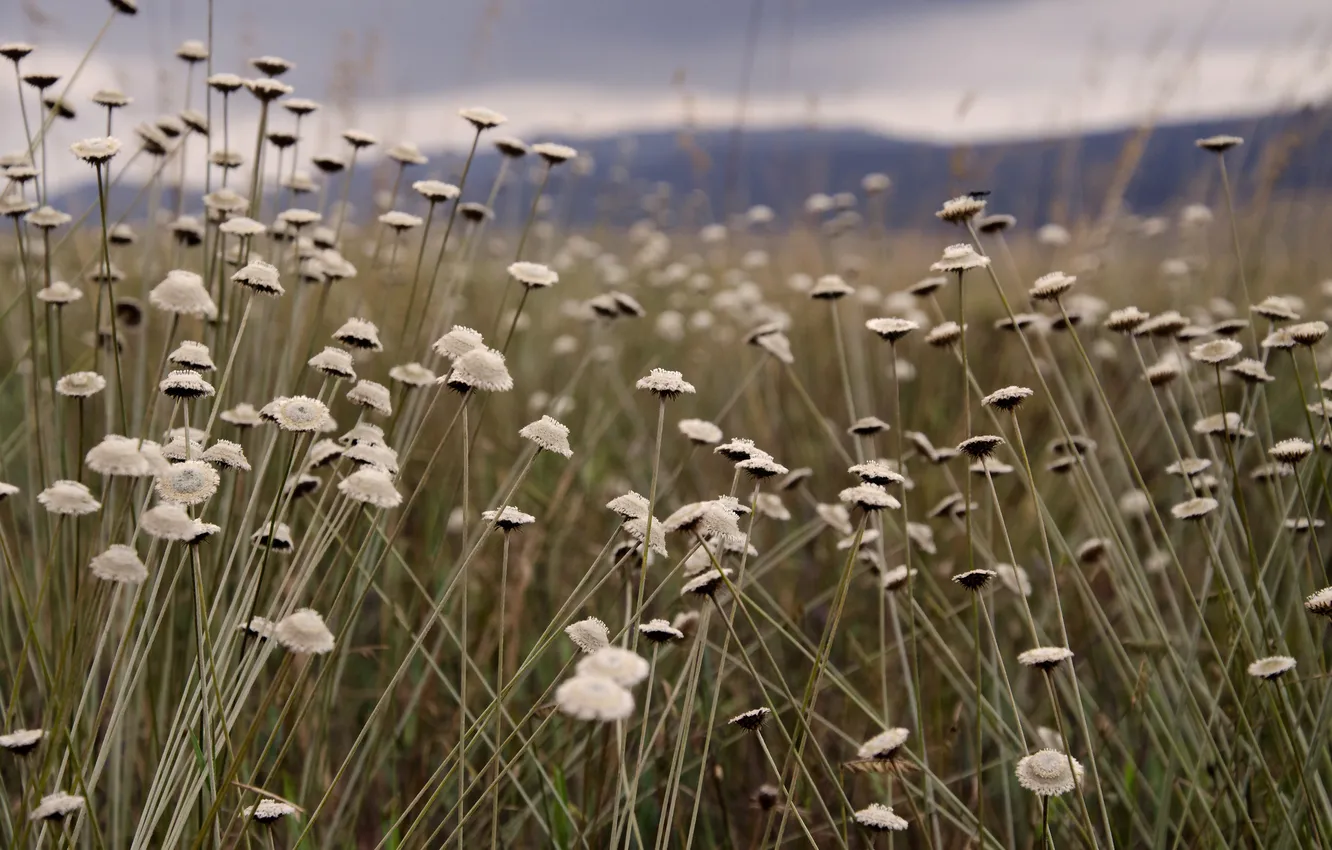 Photo wallpaper field, grass, plant, caity