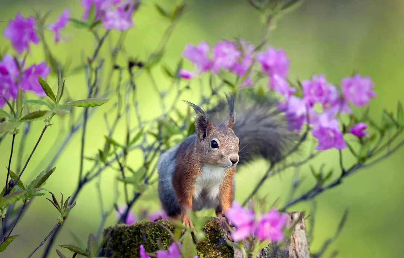 Photo wallpaper flowers, branches, stump, spring, protein