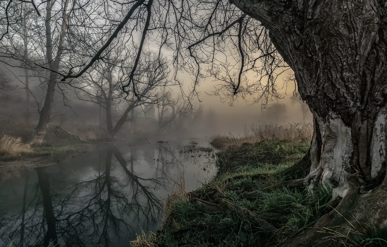 Photo wallpaper autumn, fog, river, tree