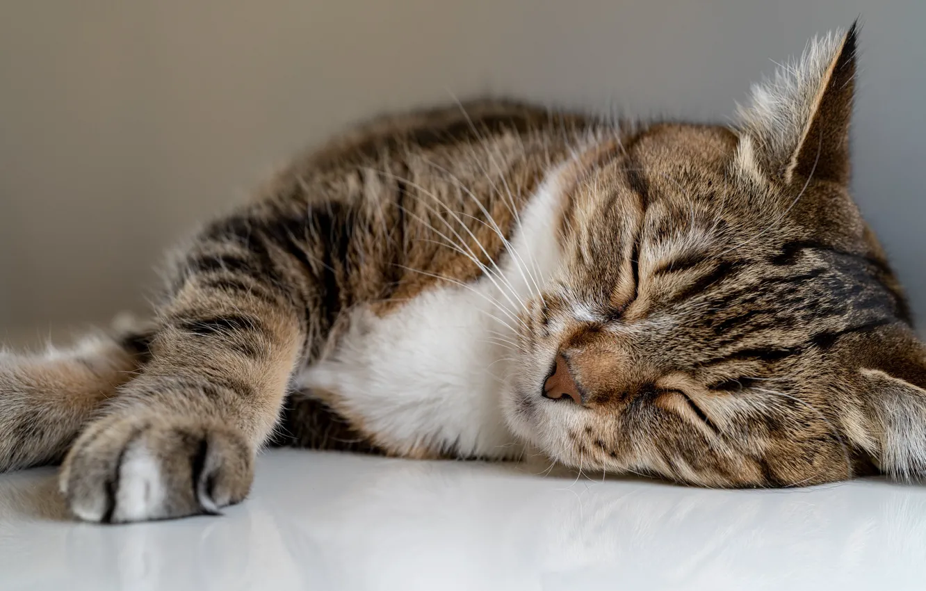 Photo wallpaper cat, sleeping, lies