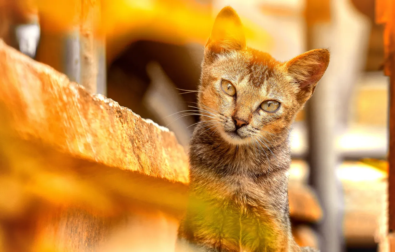 Photo wallpaper cat, cat, look, face, light, portrait, yellow background, bokeh
