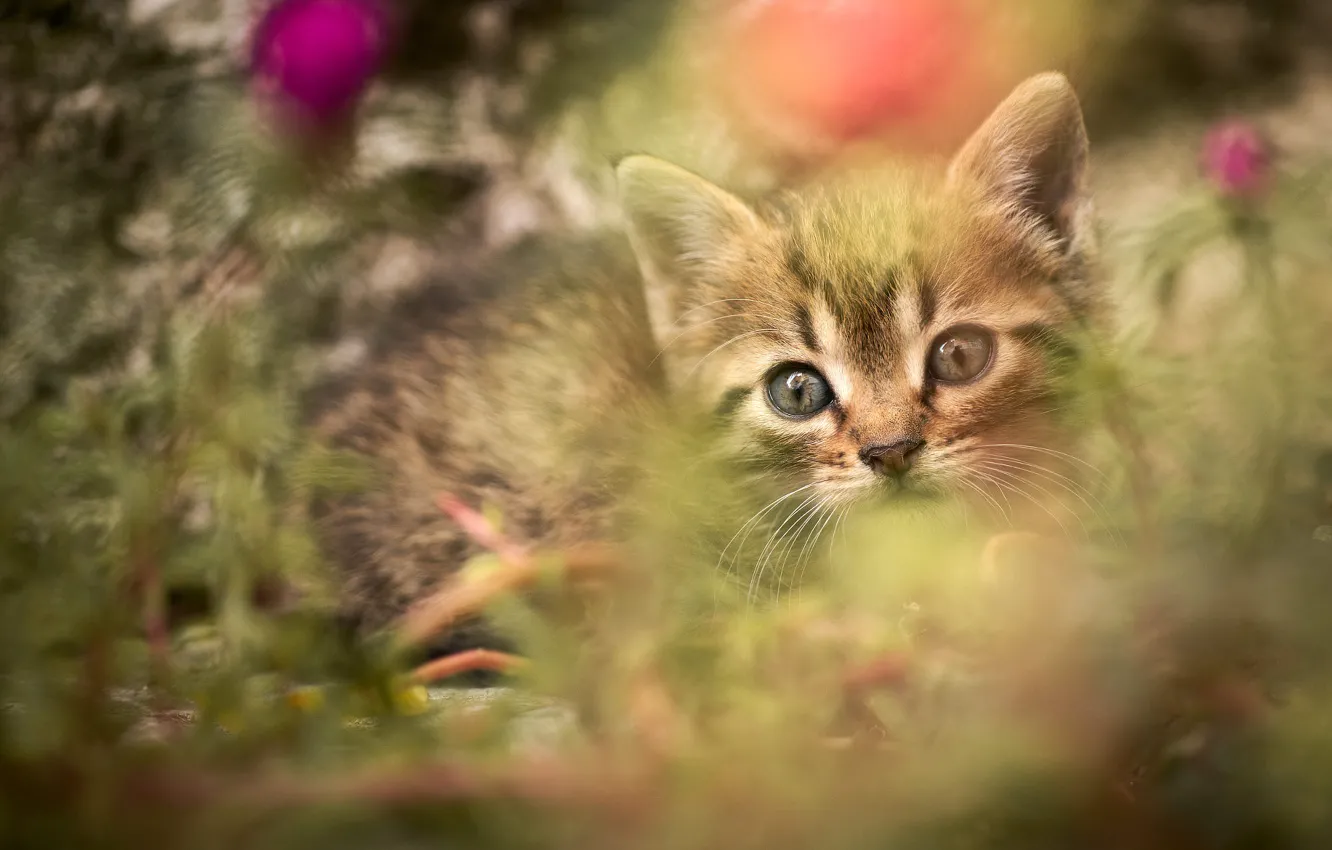 Photo wallpaper cat, grass, look, kitty, face, bokeh