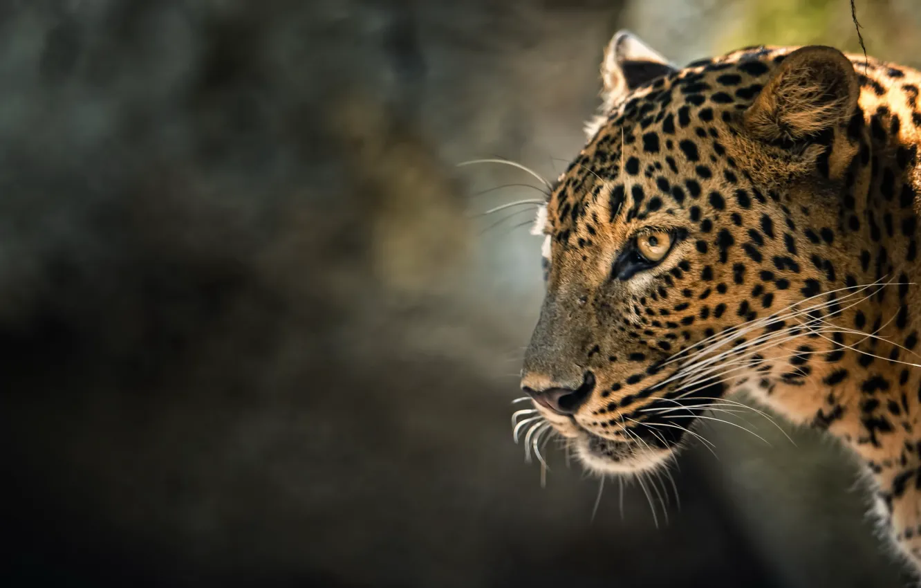 Photo wallpaper cat, beast, leopard