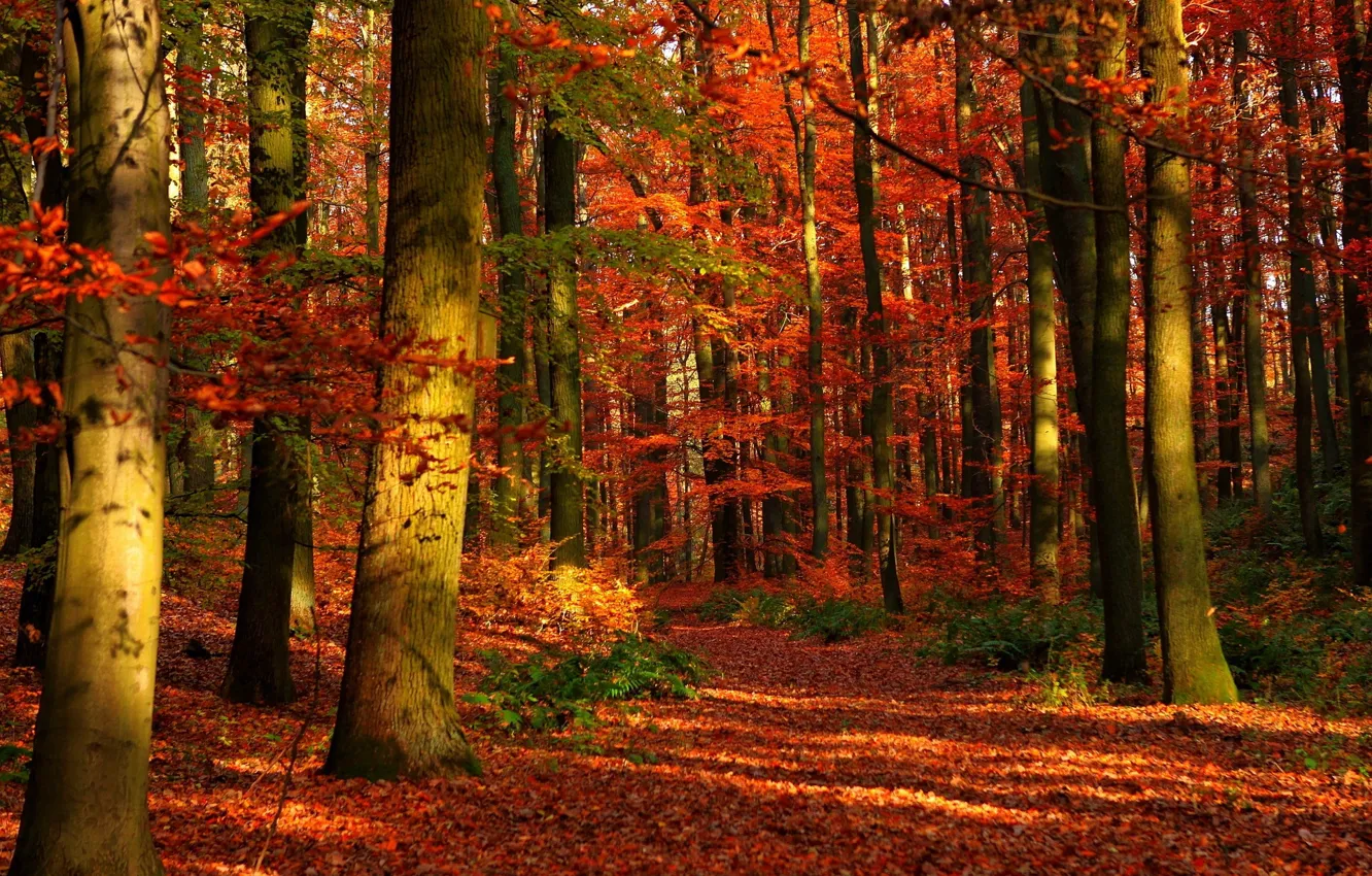 Photo wallpaper autumn, forest, trees, nature