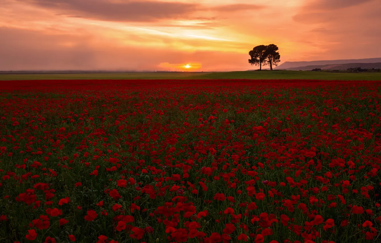Photo wallpaper field, summer, the sky, the sun, clouds, light, trees, sunset