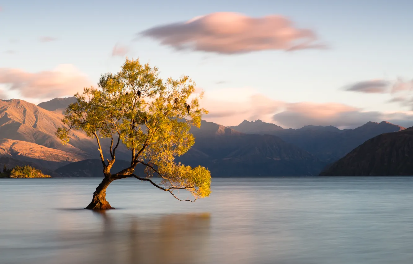 Photo wallpaper clouds, trees, mountains, lake, bird, New Zealand, Otago, Wanaka