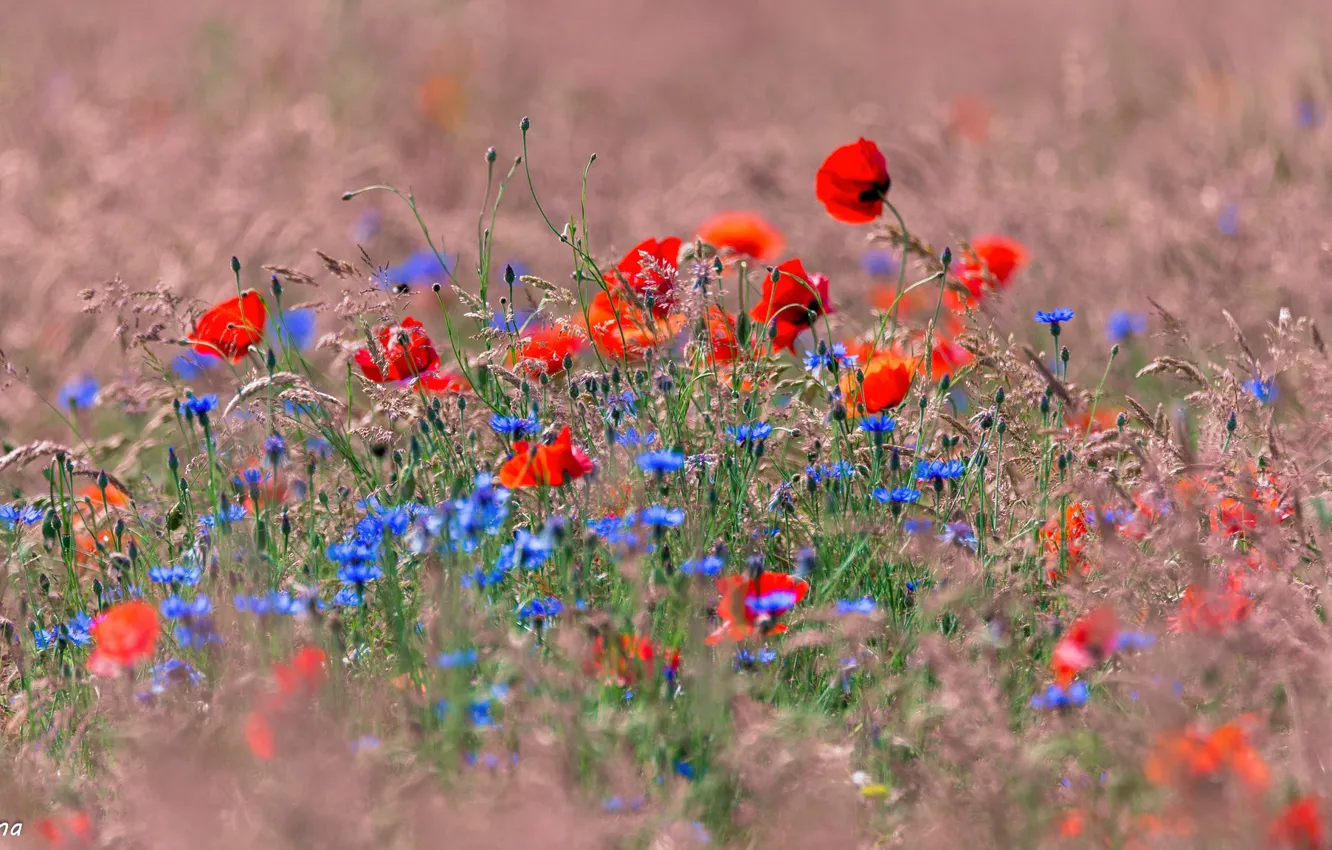 Photo wallpaper field, Maki, cornflowers
