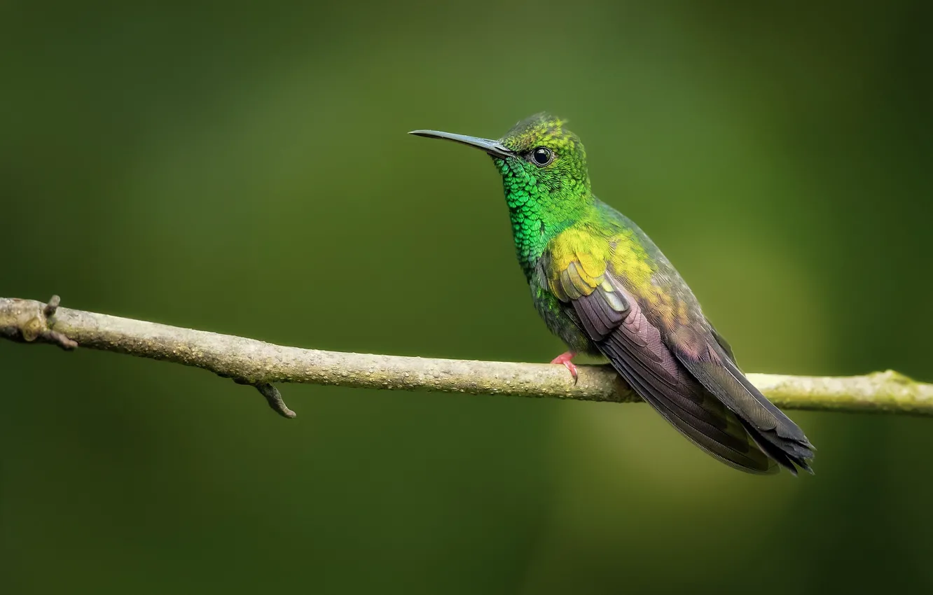 Photo wallpaper background, bird, branch, Hummingbird, Costa Rica, Brentwoodca of chalybura