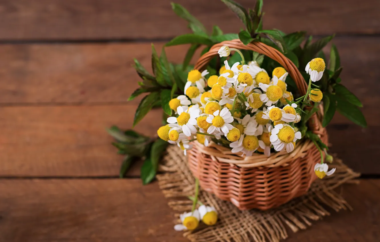 Photo wallpaper flowers, basket, bouquet, Daisy, mint