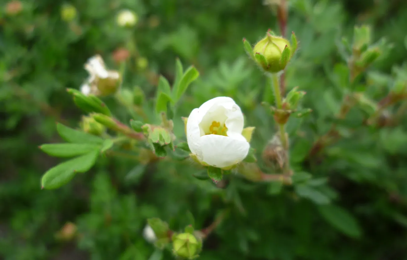 Photo wallpaper white, macro, flowers, life, garden, Belarus