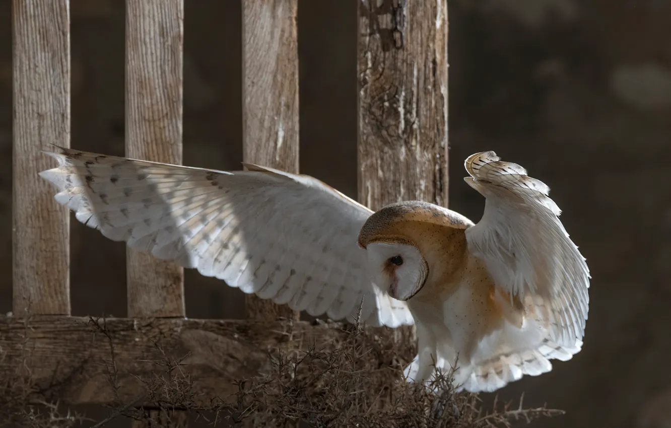 Photo wallpaper owl, bird, the fence, wings, the barn owl