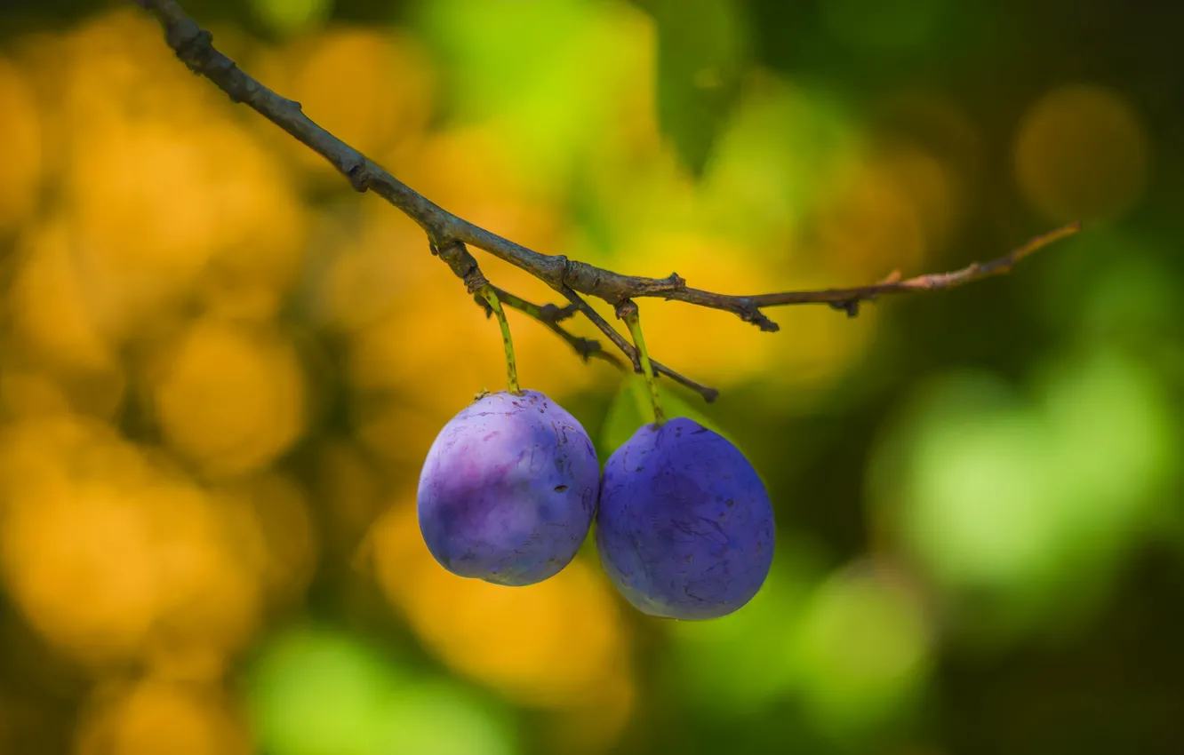 Photo wallpaper macro, pair, plum