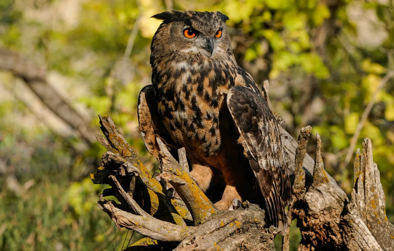 Photo wallpaper light, owl, bird, snag, bokeh, owl