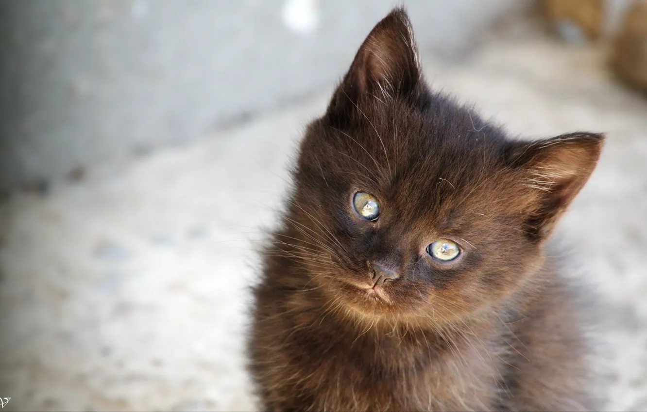 Photo wallpaper cat, small, Thomas