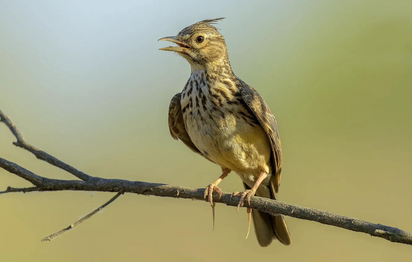 Photo wallpaper branches, bird, crested lark