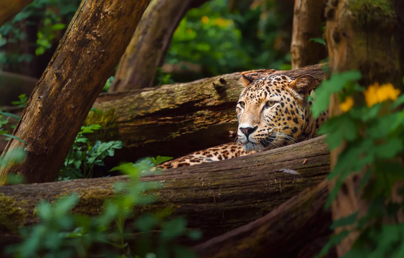 Photo wallpaper look, face, leaves, trees, nature, pose, leopard, log