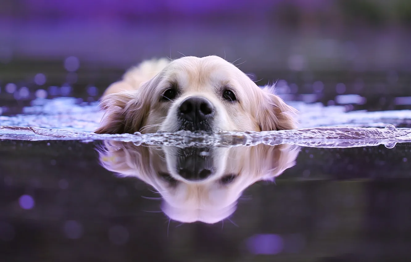 Photo wallpaper water, animal, dog, head, swimmer, dog, bokeh, Retriever