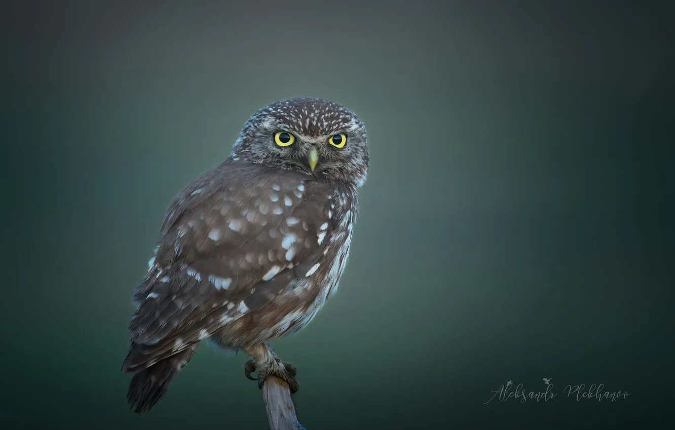 Photo wallpaper bird, sychik, Alexander Plekhanov