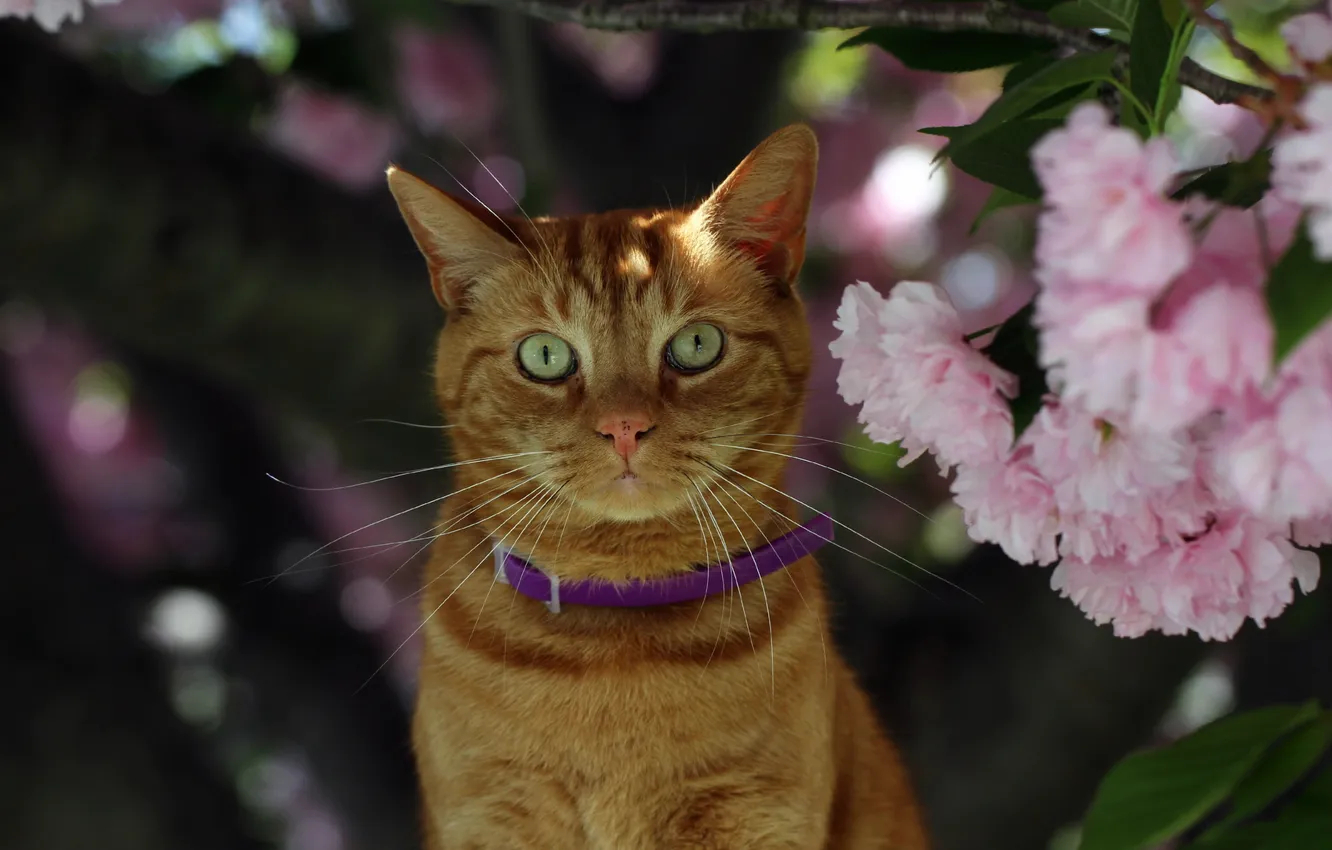 Photo wallpaper cat, look, flowers