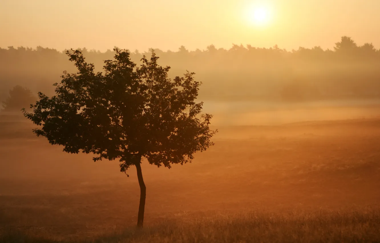 Photo wallpaper field, summer, trees, nature, fog, photo, morning